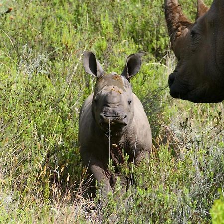 Safari Lodge - Amakhala Game Reserve Zewnętrze zdjęcie