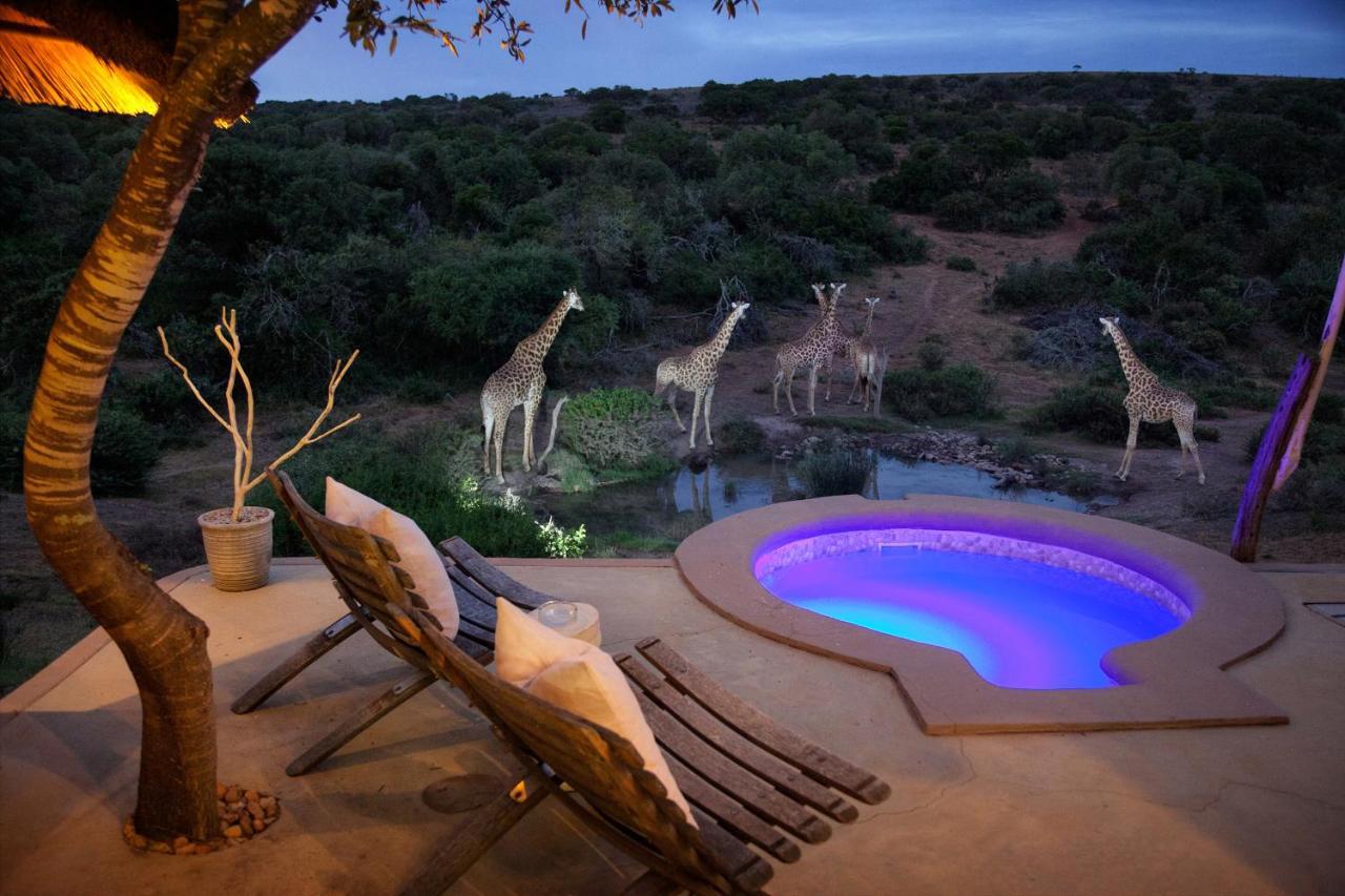 Safari Lodge - Amakhala Game Reserve Zewnętrze zdjęcie