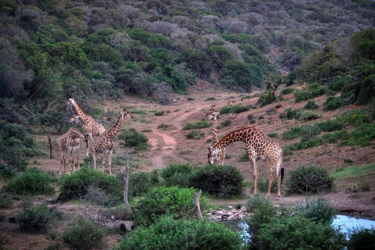 Safari Lodge - Amakhala Game Reserve Zewnętrze zdjęcie
