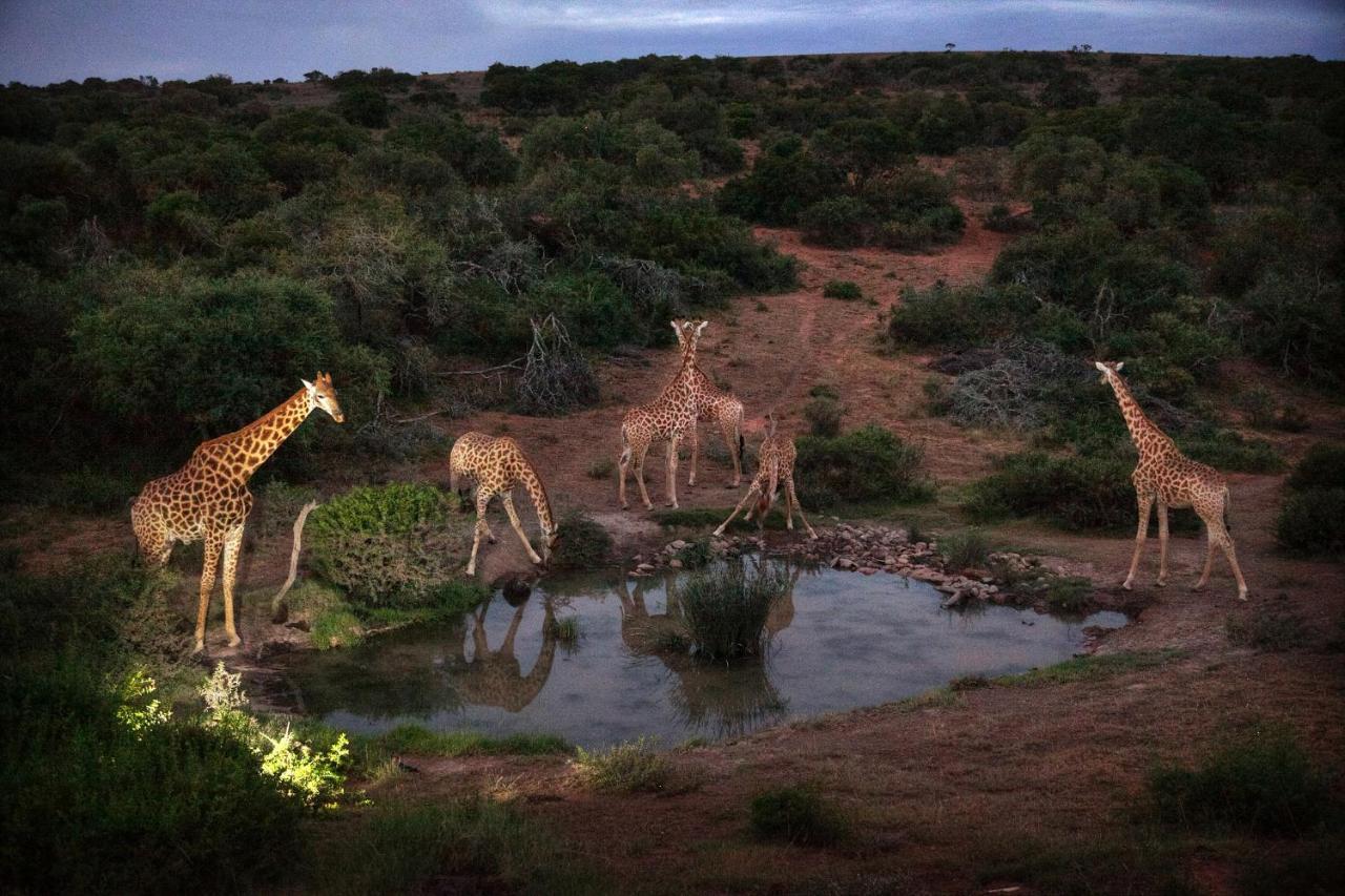 Safari Lodge - Amakhala Game Reserve Zewnętrze zdjęcie