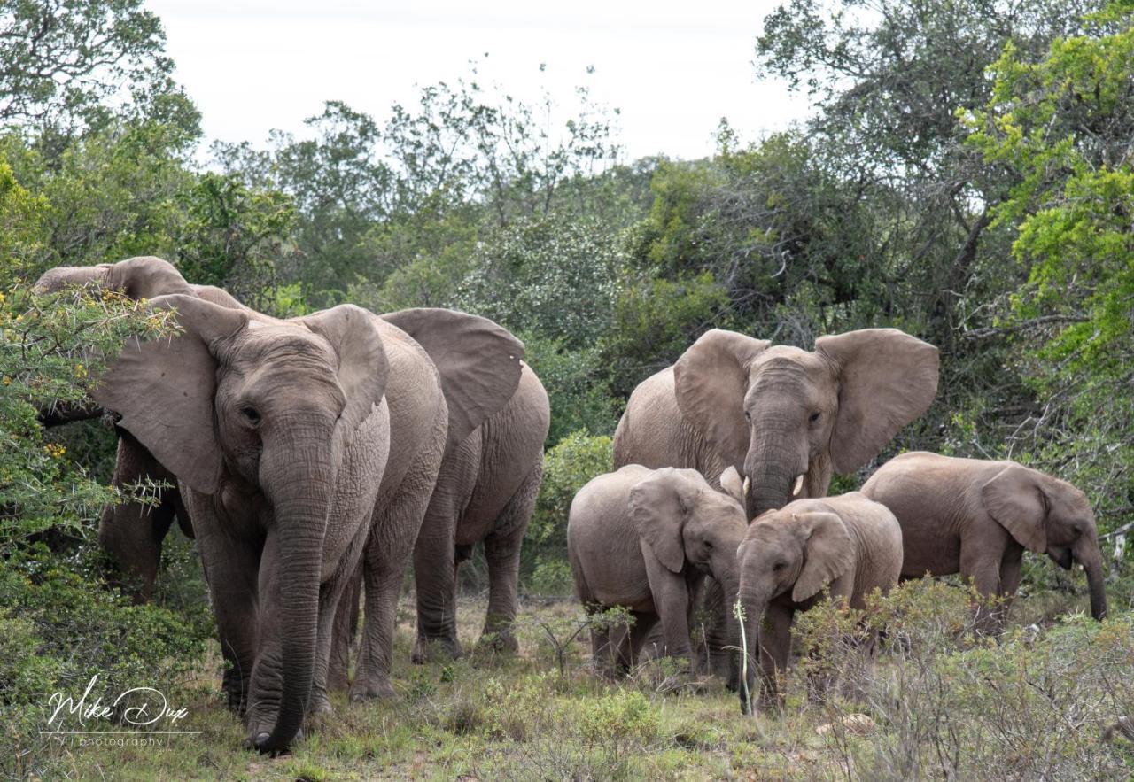 Safari Lodge - Amakhala Game Reserve Zewnętrze zdjęcie