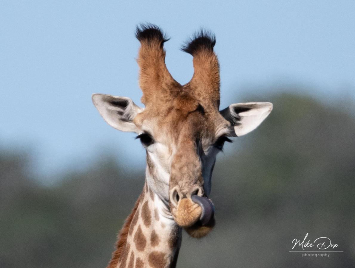 Safari Lodge - Amakhala Game Reserve Zewnętrze zdjęcie
