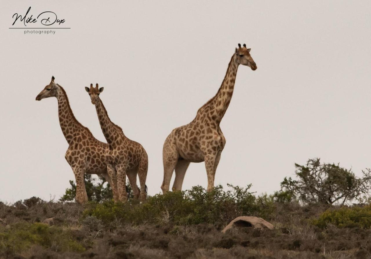Safari Lodge - Amakhala Game Reserve Zewnętrze zdjęcie