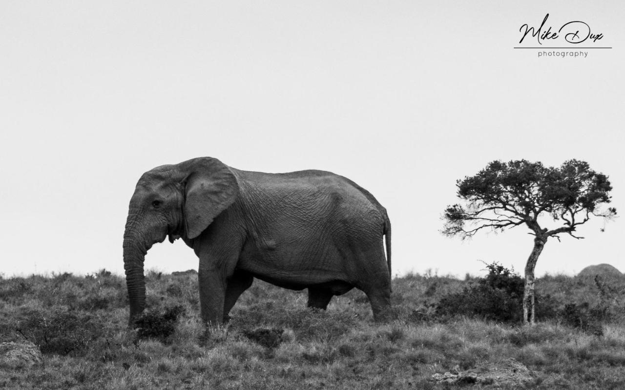 Safari Lodge - Amakhala Game Reserve Zewnętrze zdjęcie