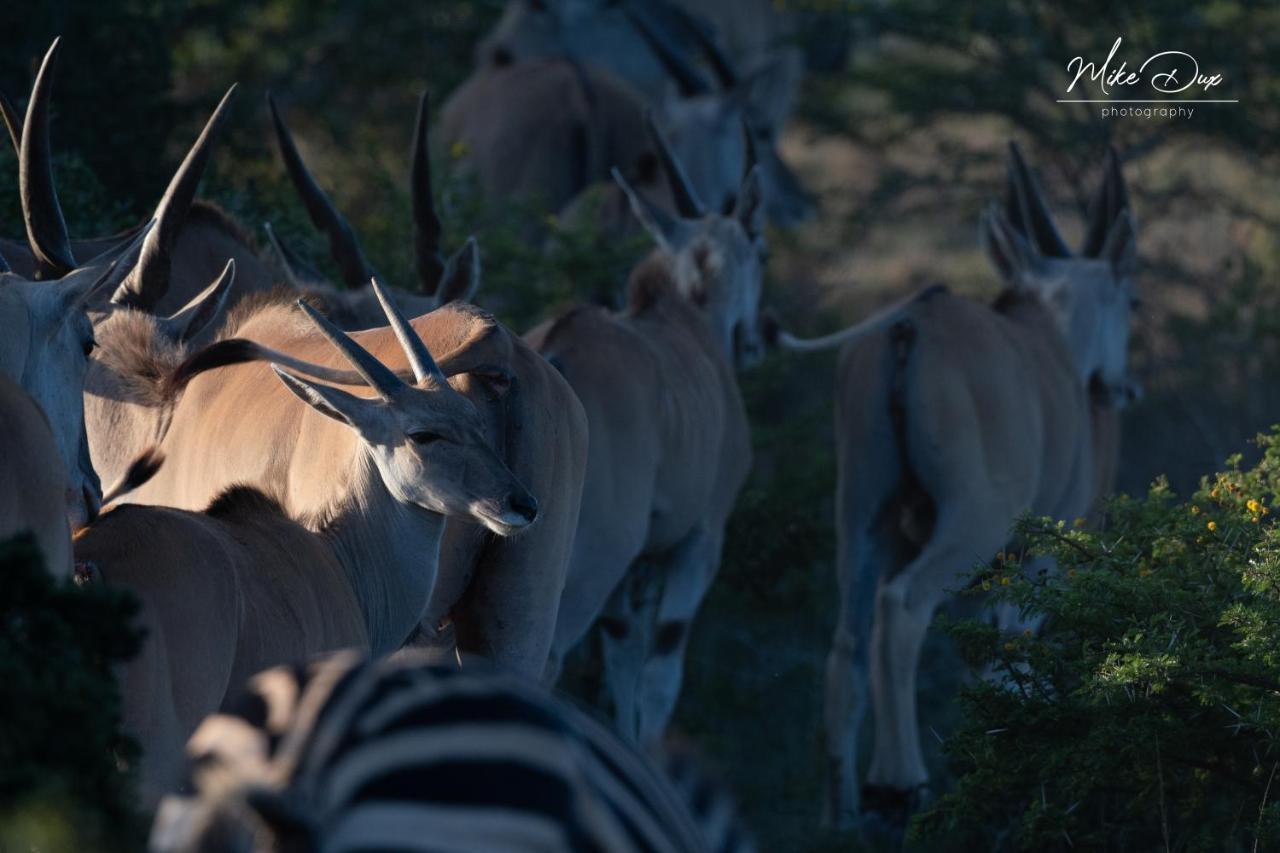 Safari Lodge - Amakhala Game Reserve Zewnętrze zdjęcie