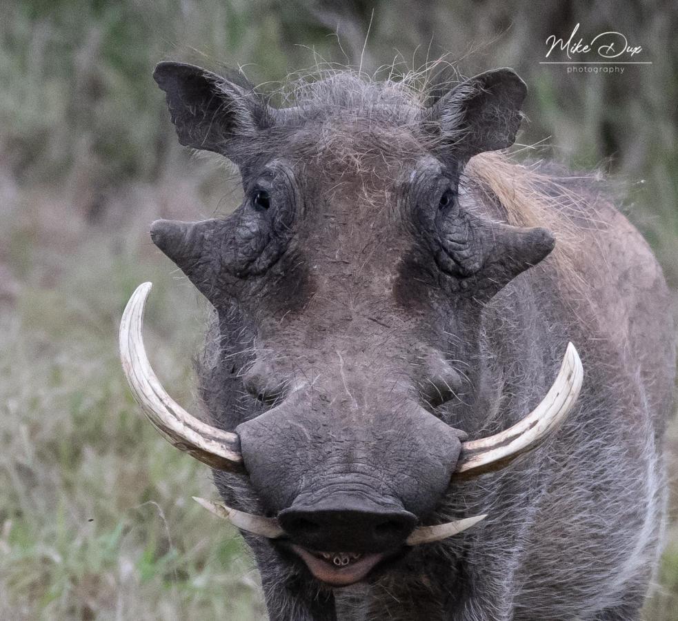 Safari Lodge - Amakhala Game Reserve Zewnętrze zdjęcie