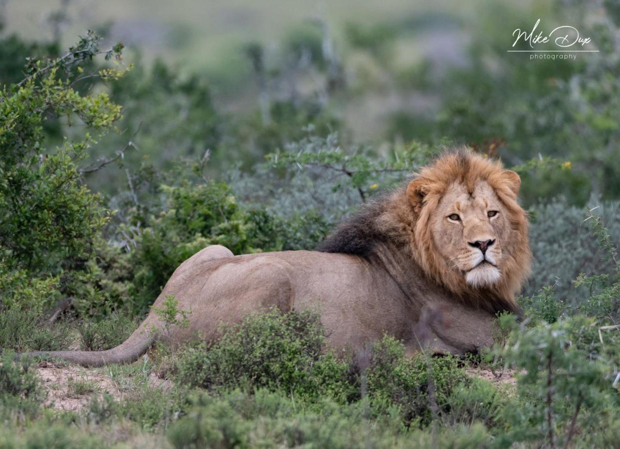 Safari Lodge - Amakhala Game Reserve Zewnętrze zdjęcie
