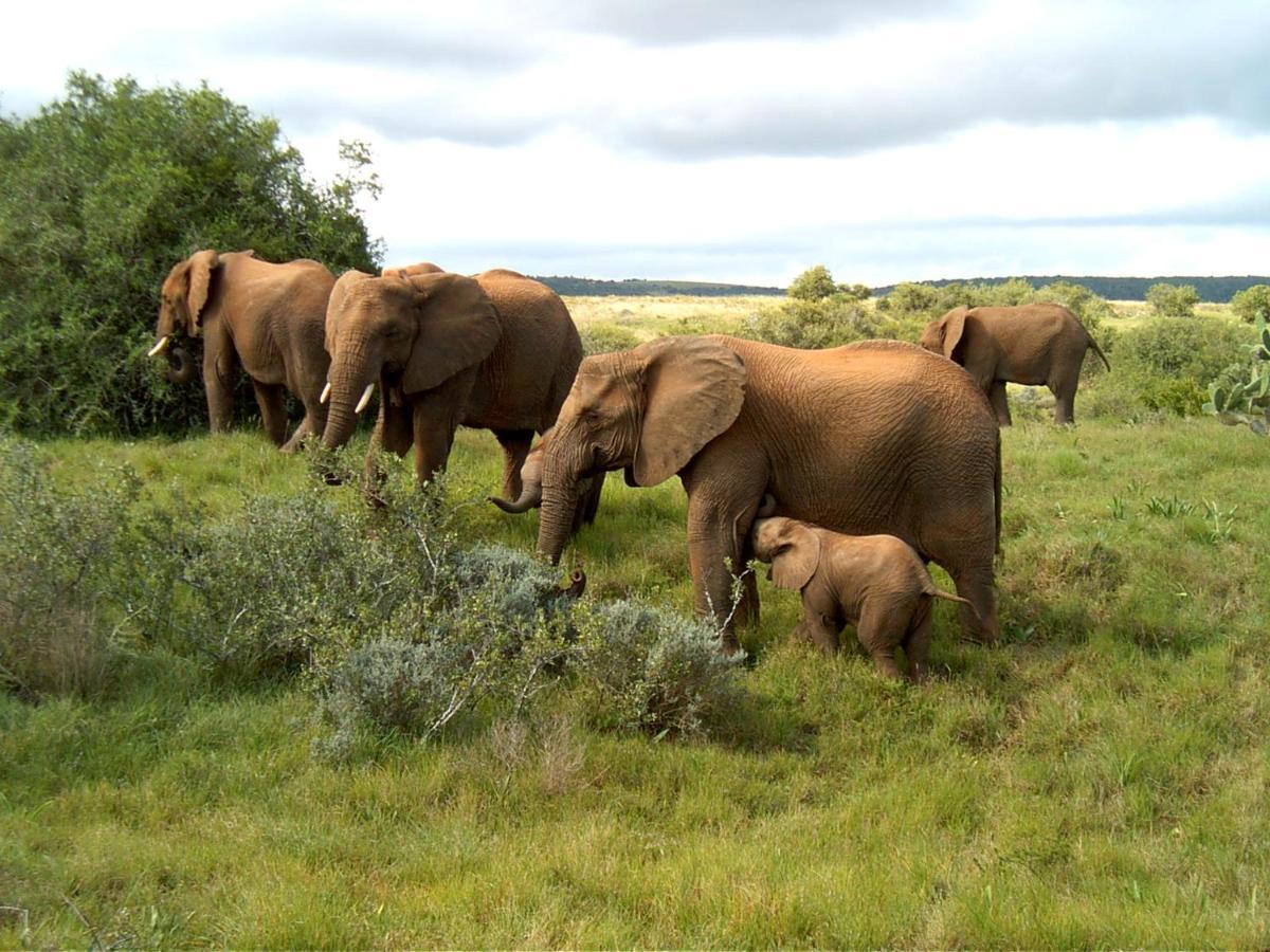 Safari Lodge - Amakhala Game Reserve Zewnętrze zdjęcie