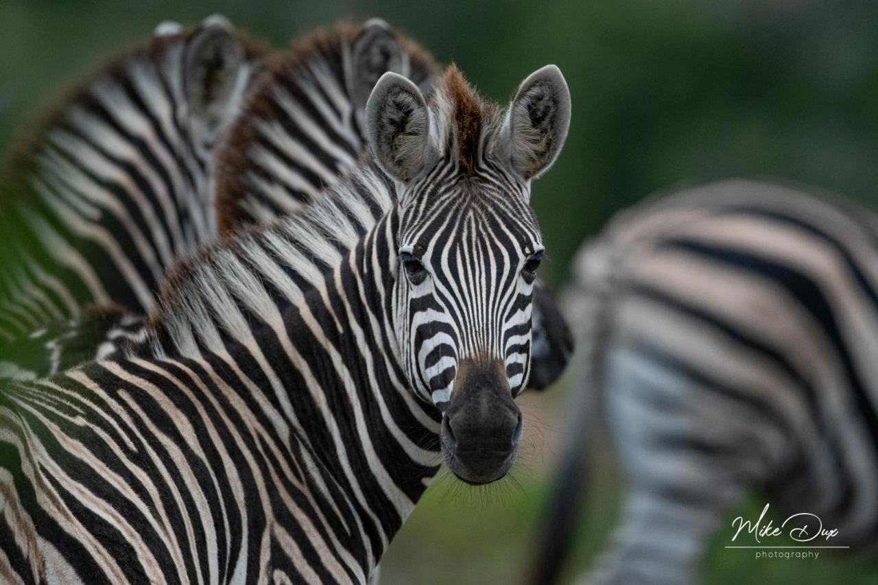 Safari Lodge - Amakhala Game Reserve Zewnętrze zdjęcie