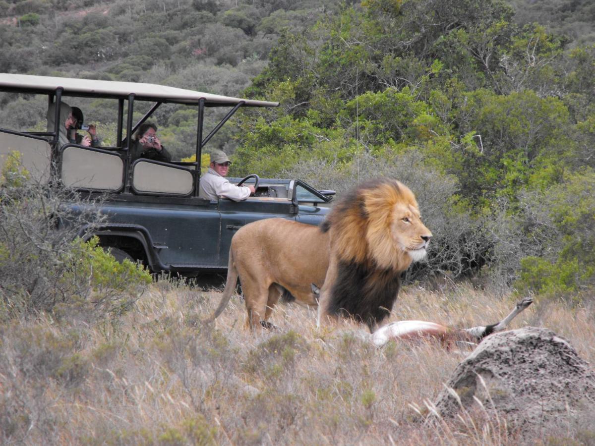 Safari Lodge - Amakhala Game Reserve Zewnętrze zdjęcie