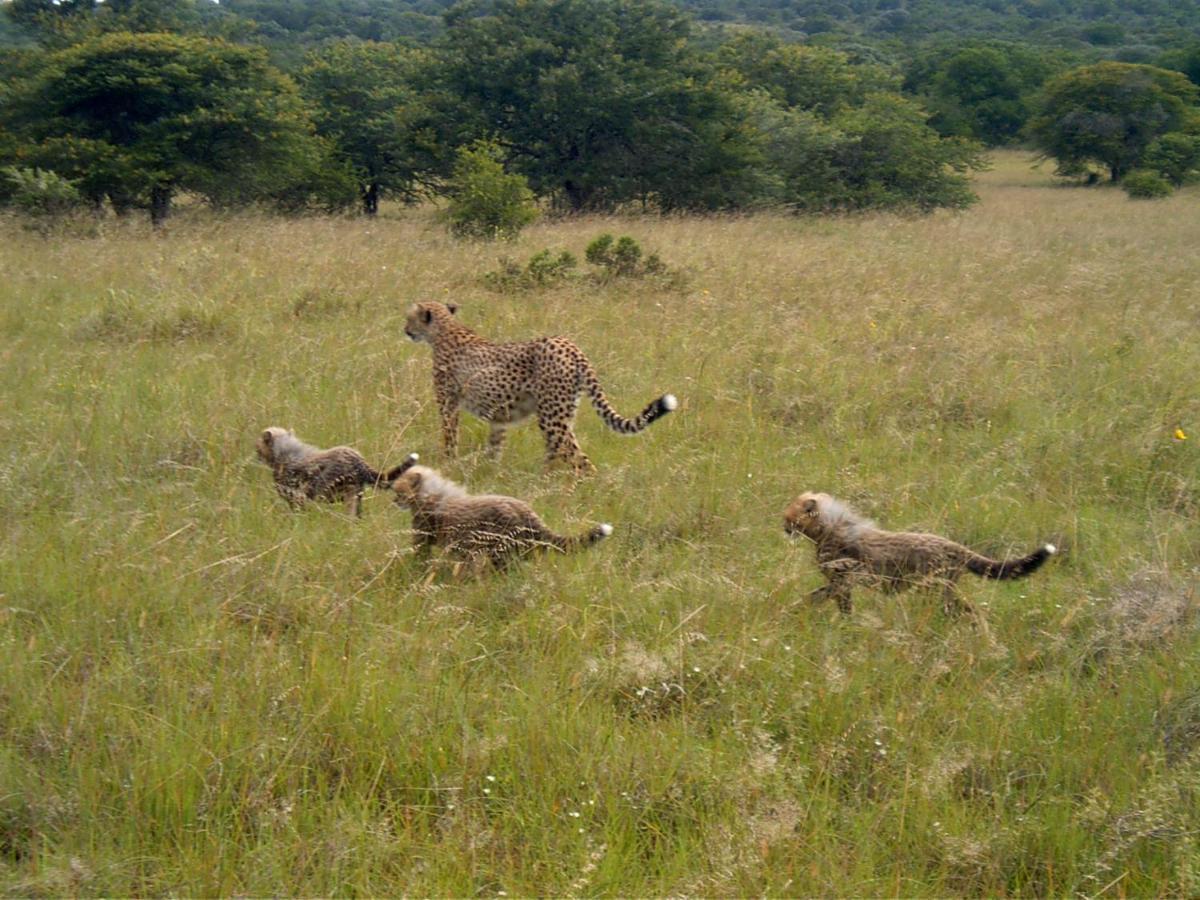 Safari Lodge - Amakhala Game Reserve Zewnętrze zdjęcie