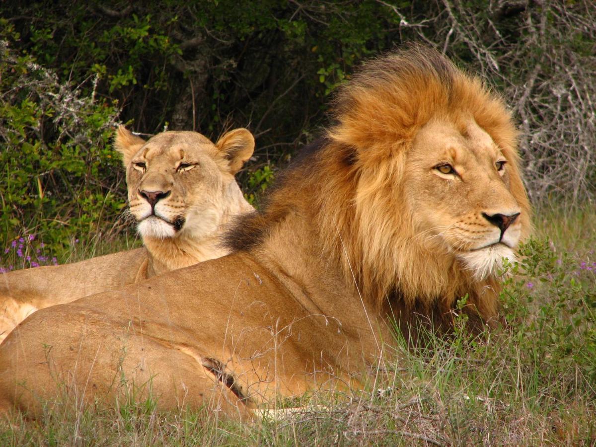 Safari Lodge - Amakhala Game Reserve Zewnętrze zdjęcie