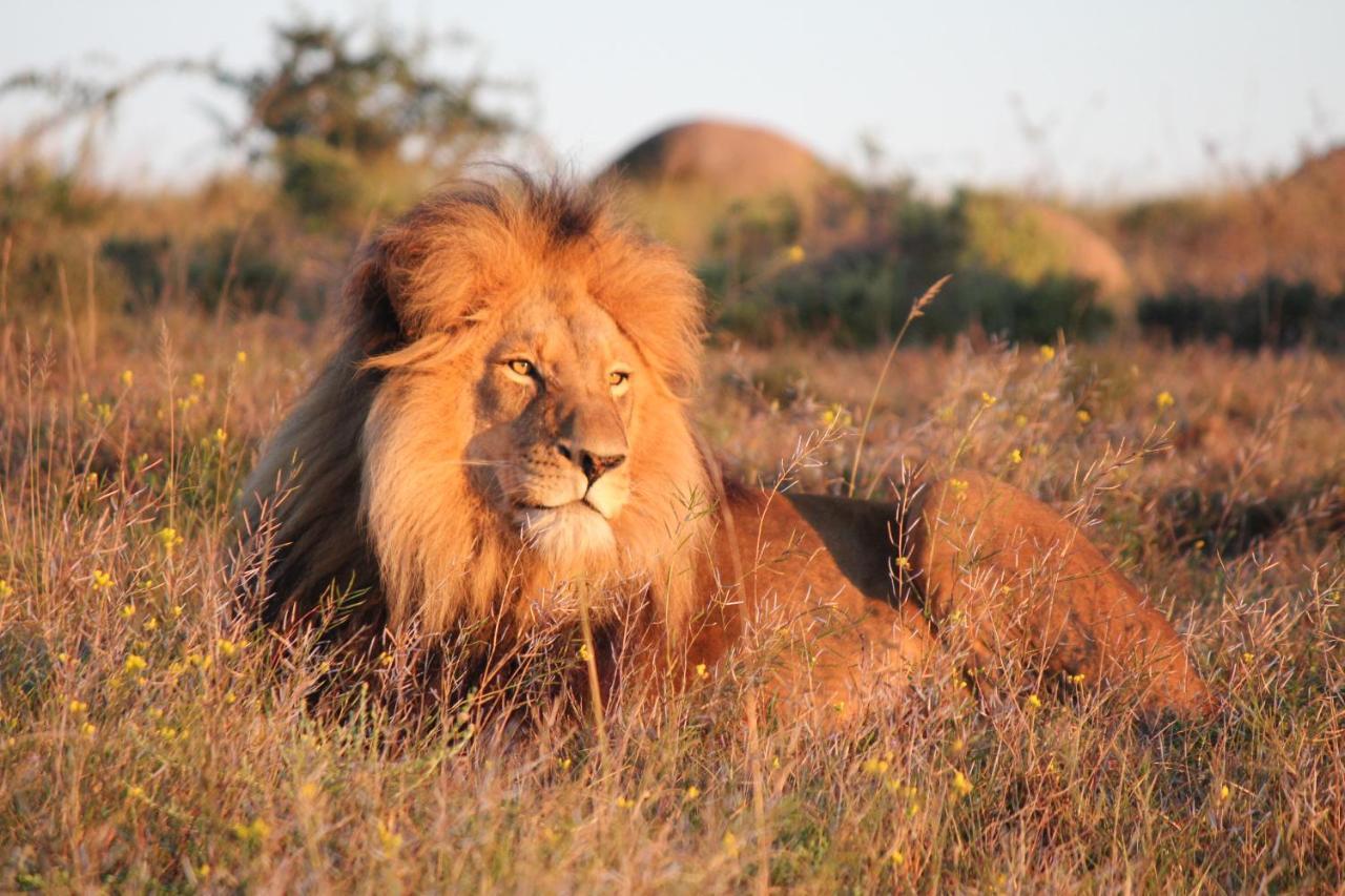 Safari Lodge - Amakhala Game Reserve Zewnętrze zdjęcie