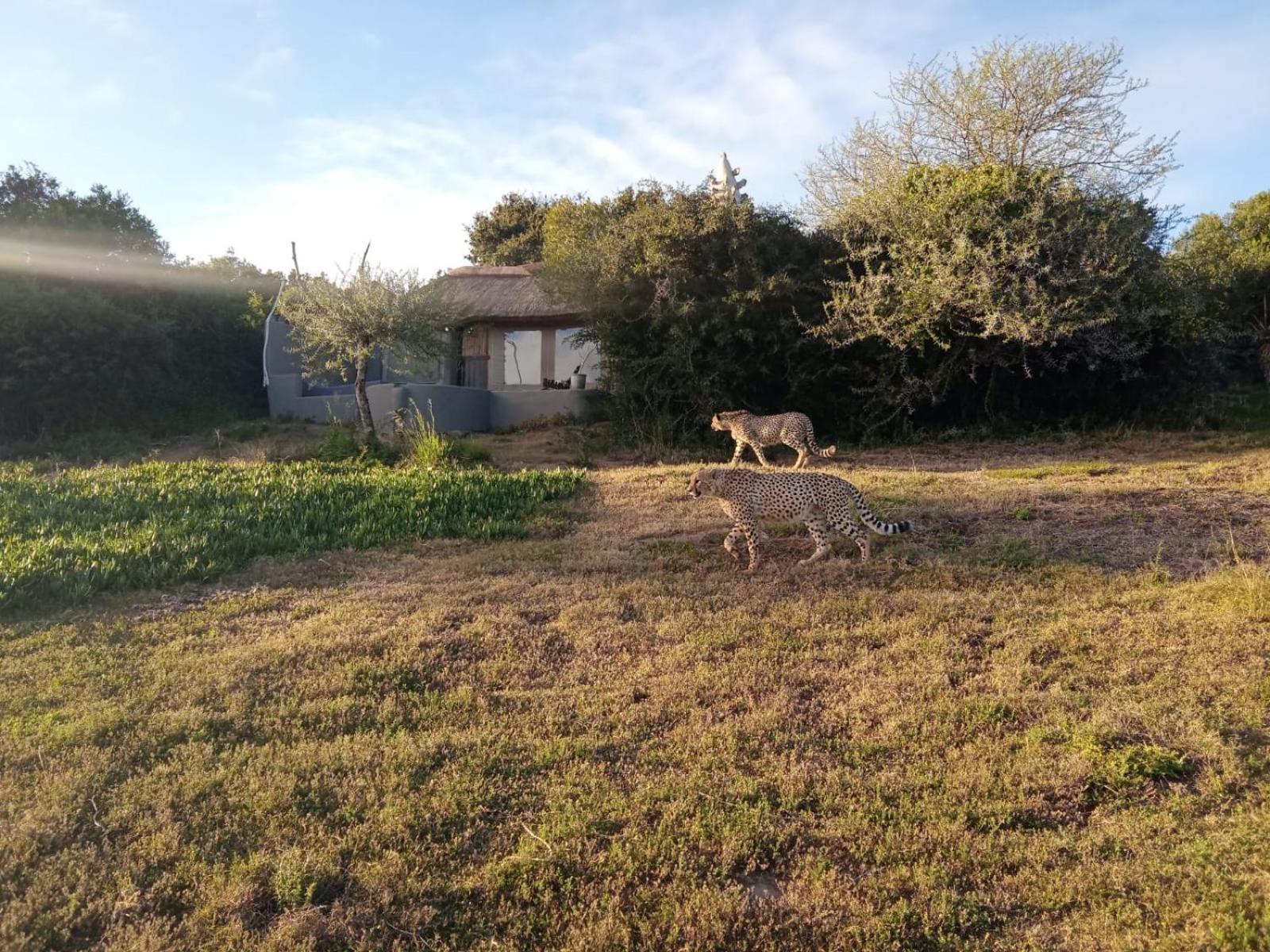 Safari Lodge - Amakhala Game Reserve Zewnętrze zdjęcie