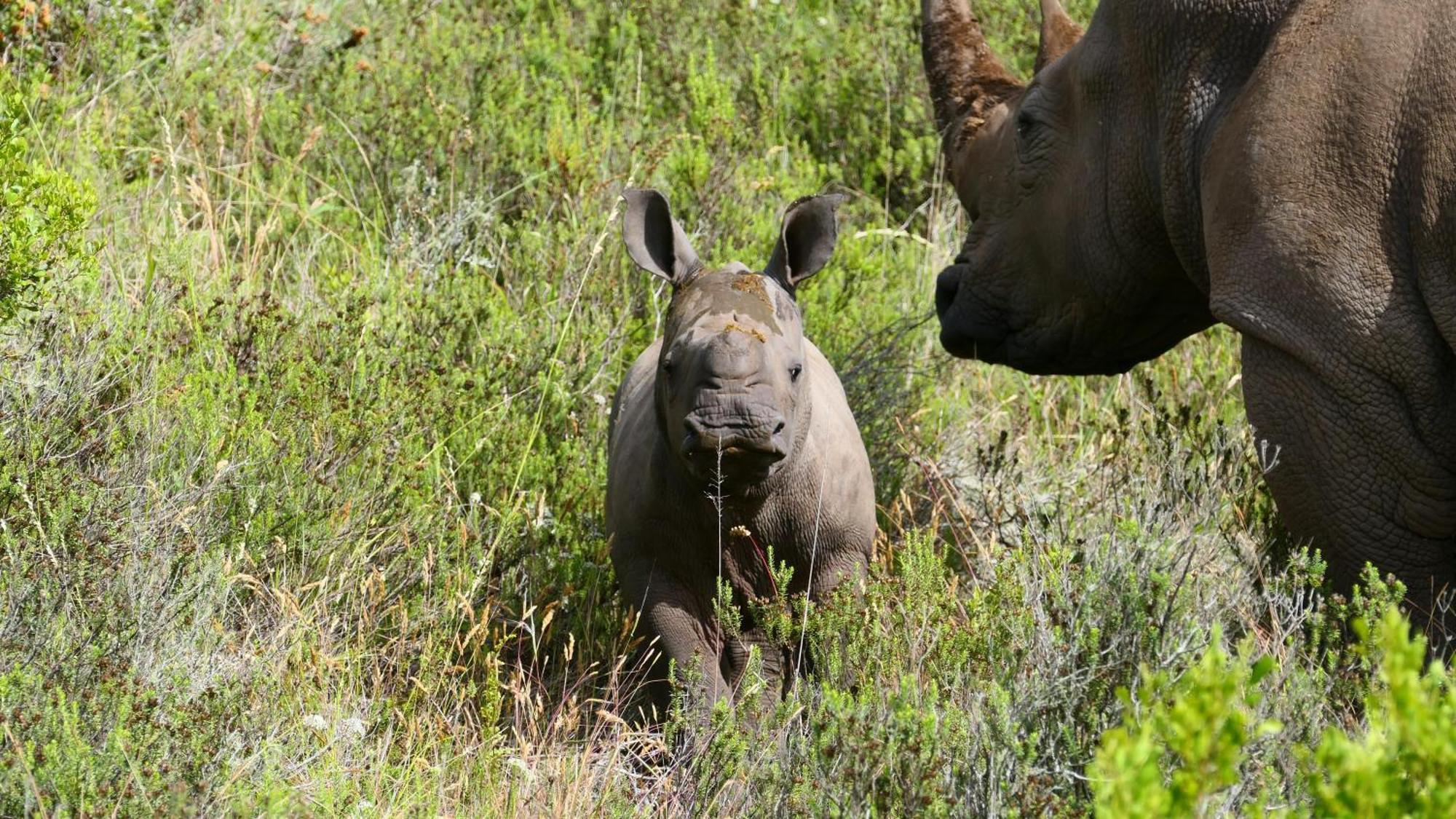 Safari Lodge - Amakhala Game Reserve Zewnętrze zdjęcie