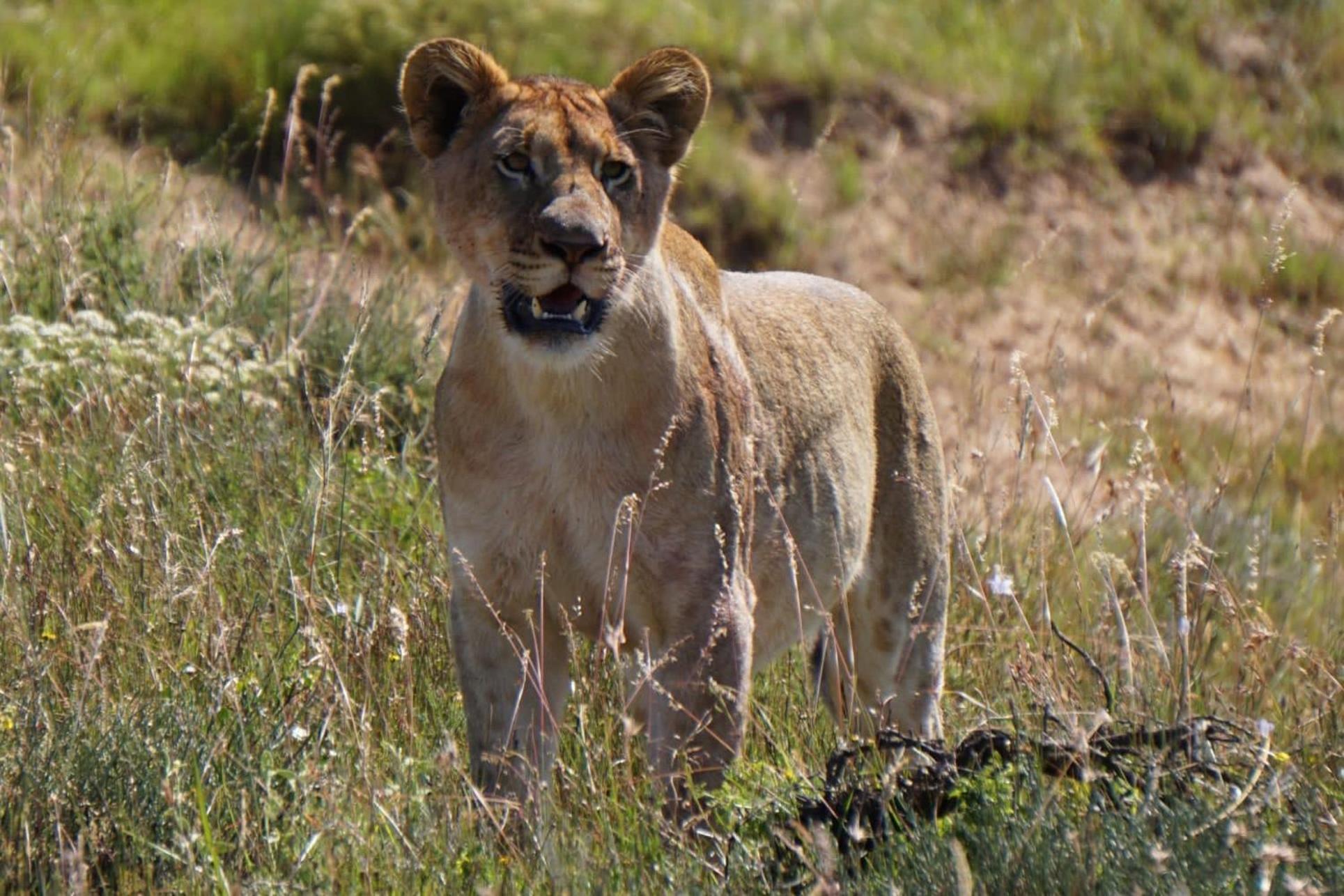 Safari Lodge - Amakhala Game Reserve Zewnętrze zdjęcie