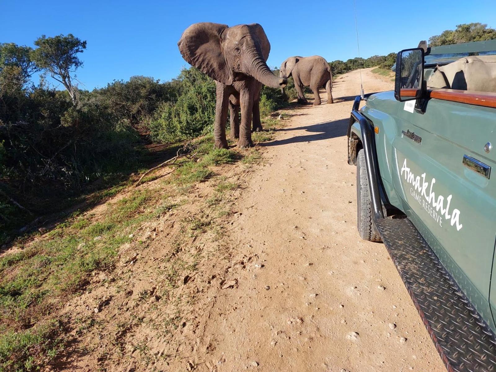 Safari Lodge - Amakhala Game Reserve Zewnętrze zdjęcie